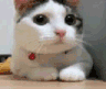 nocat emoji