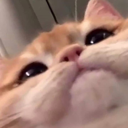 m_catpeek emoji