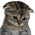 sadkitty emoji