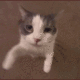 love_CatKuss emoji