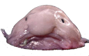 Blobfish emoji