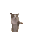 jumpcat emoji