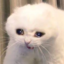 MC_SadCatto emoji