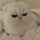 CattoGrumpy emoji