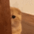 FZ_catpeek emoji
