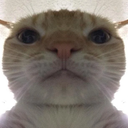 catstare emoji