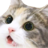 catwoah emoji