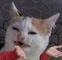 CatWtf emoji