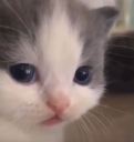 cat emoji