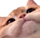 cutecat emoji