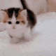KittyWalk emoji