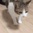bcatflop emoji