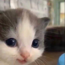 CatMerciful emoji