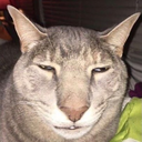 2895boredcat emoji