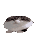 wawacatfast emoji