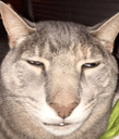 drunkcatdankmemes20161 emoji