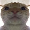 swagcat emoji