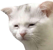 TiredCat emoji