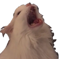 L_MemeCatAAAAAAAAAA emoji