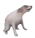 funnyanimalscrazy emoji