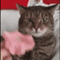 tmflowercatgif emoji