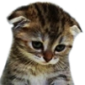 sadkitty emoji