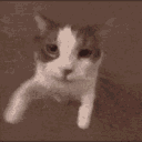 catgivekiss emoji