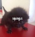 catsquingus emoji