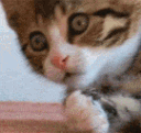 omgshockedcat emoji