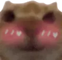 flushedcat emoji