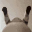 catshake emoji