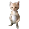 wutcat emoji