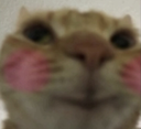 catBlush emoji