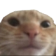 catdisappoint emoji