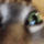 catdumb emoji