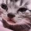 catcrying emoji
