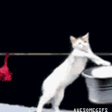 CatDoingLaundry emoji