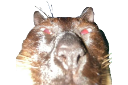 KittyKat emoji