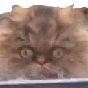 126_CrackheadCat emoji