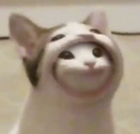cat emoji