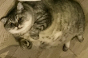 Catmoji emoji