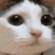 6485catnoo emoji