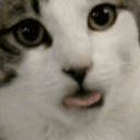 3555catlick emoji