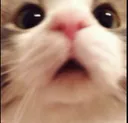 5802catwtf emoji