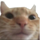 KittyStare emoji