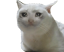 crycat emoji