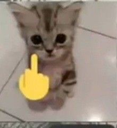 6990catfuckyou emoji