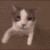 4551catkiss emoji