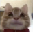 NM_cat emoji