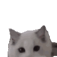 SCcatHELLOTHERE emoji